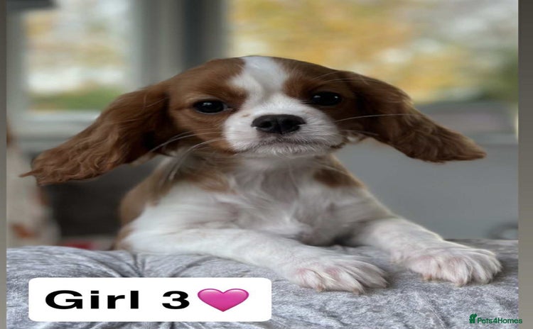 Cavalier King Charles Spaniel dogs Stunning DNA CLEAR Cavalier Pups - Advert 16