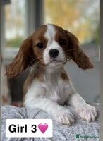 Cavalier King Charles Spaniel dogs Stunning DNA CLEAR Cavalier Pups - Advert 6