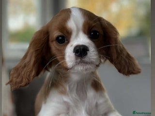 Cavalier King Charles Spaniel dogs Stunning DNA CLEAR Cavalier Pups - Advert 6