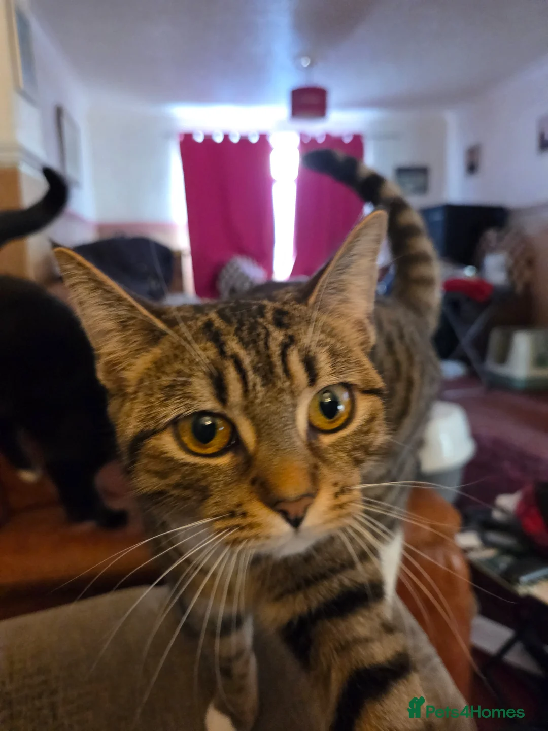 Mixed Breed cats for sale: Litter of 4 kittens. - Advert 2