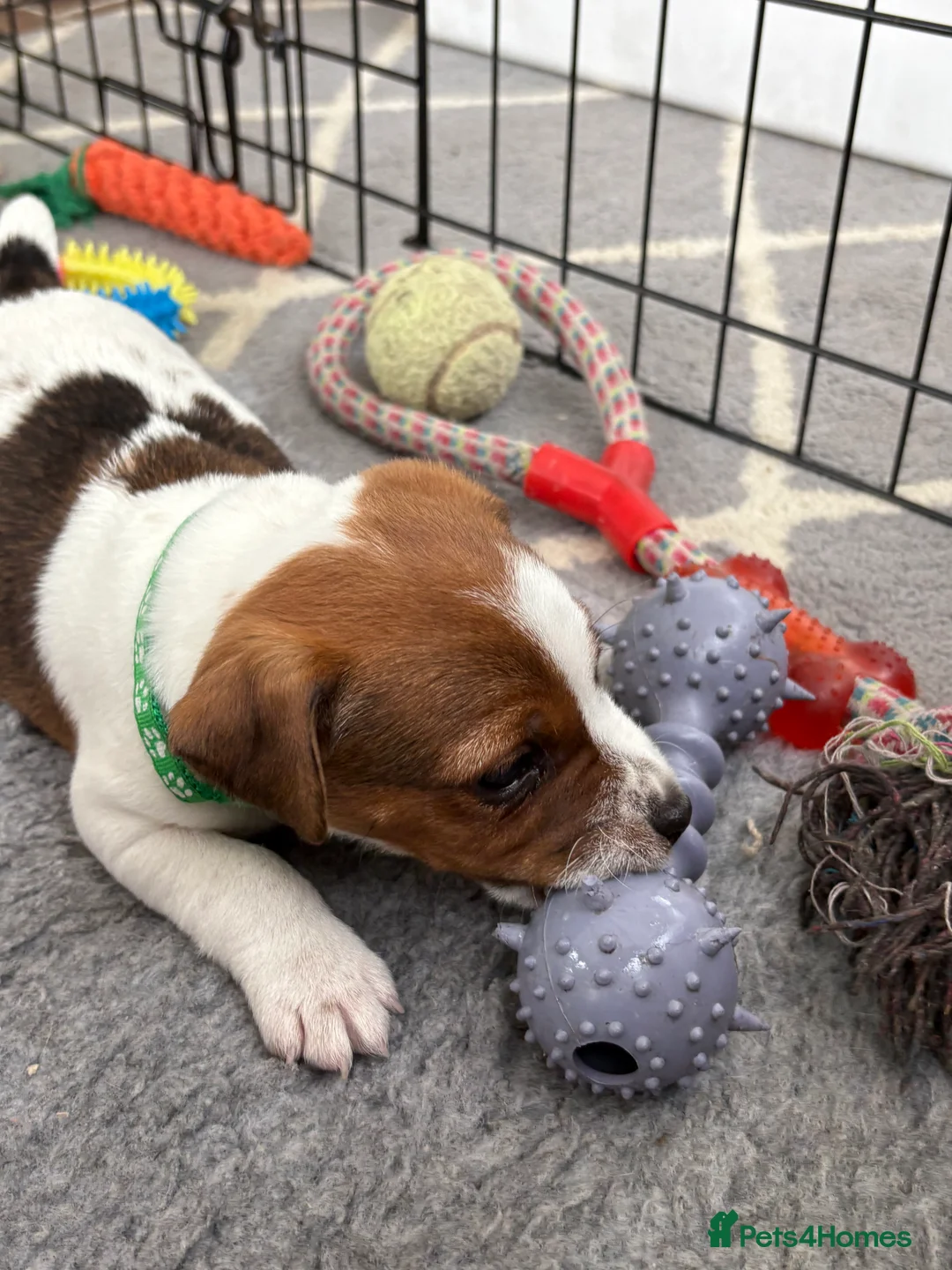 Jack Russell dogs for sale: KC Registered Jack Russell Puppies - Advert 2