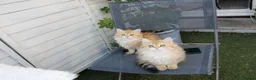 British Longhair cats for sale: Boy and Girl ready  - Advert 10
