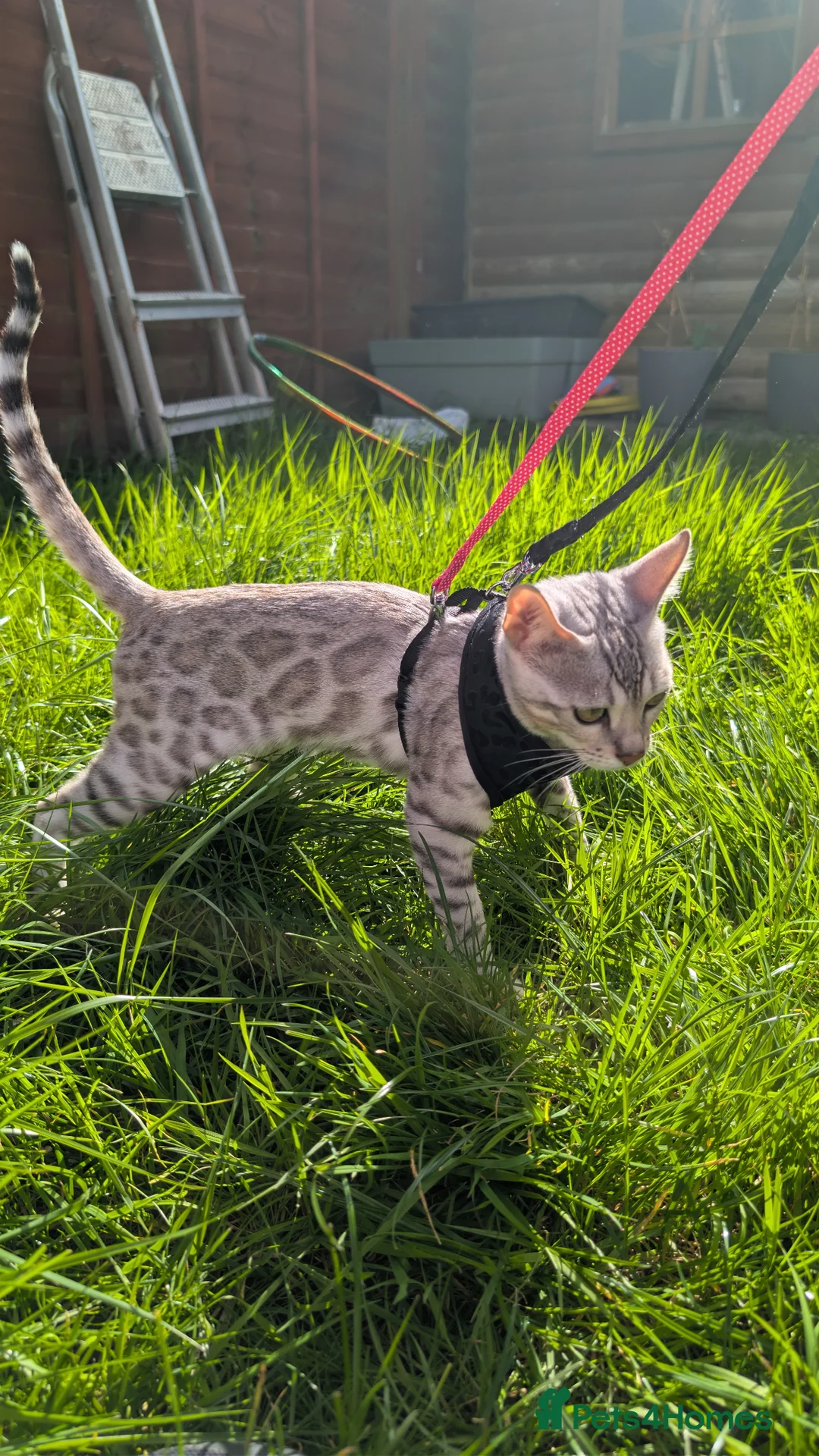Bengal cats for sale: Nearly 6 months old bengal kitten - Advert 3