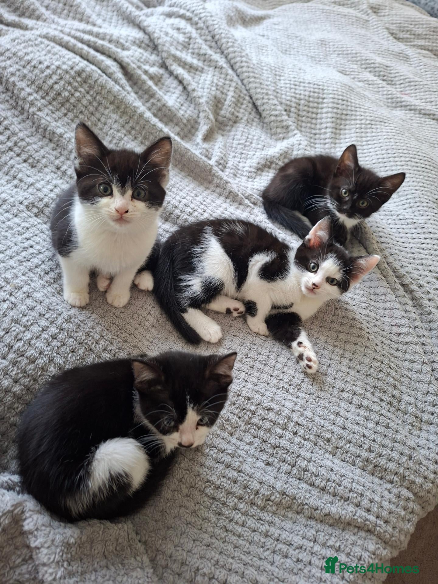 Mixed Breed cats Playful & Loving Kittens Ready Now  - Advert 9