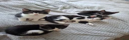 Mixed Breed cats for sale: Playful & Loving Kittens Ready Now  - Advert 1