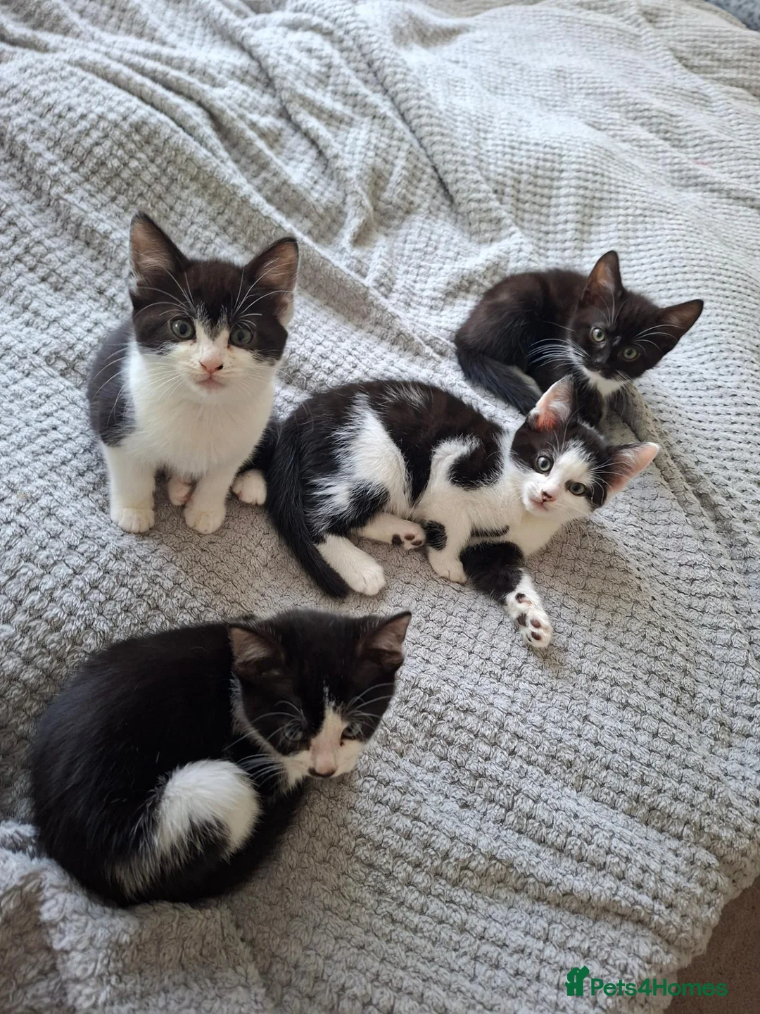 Mixed Breed cats for sale: Playful & Loving Kittens Ready Now  - Advert 1