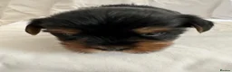 Yorkshire Terrier dogs for sale: Beautiful Yorkshire Terrier Puppies 2 Girls 3 Boys in Gateshead - Advert 15