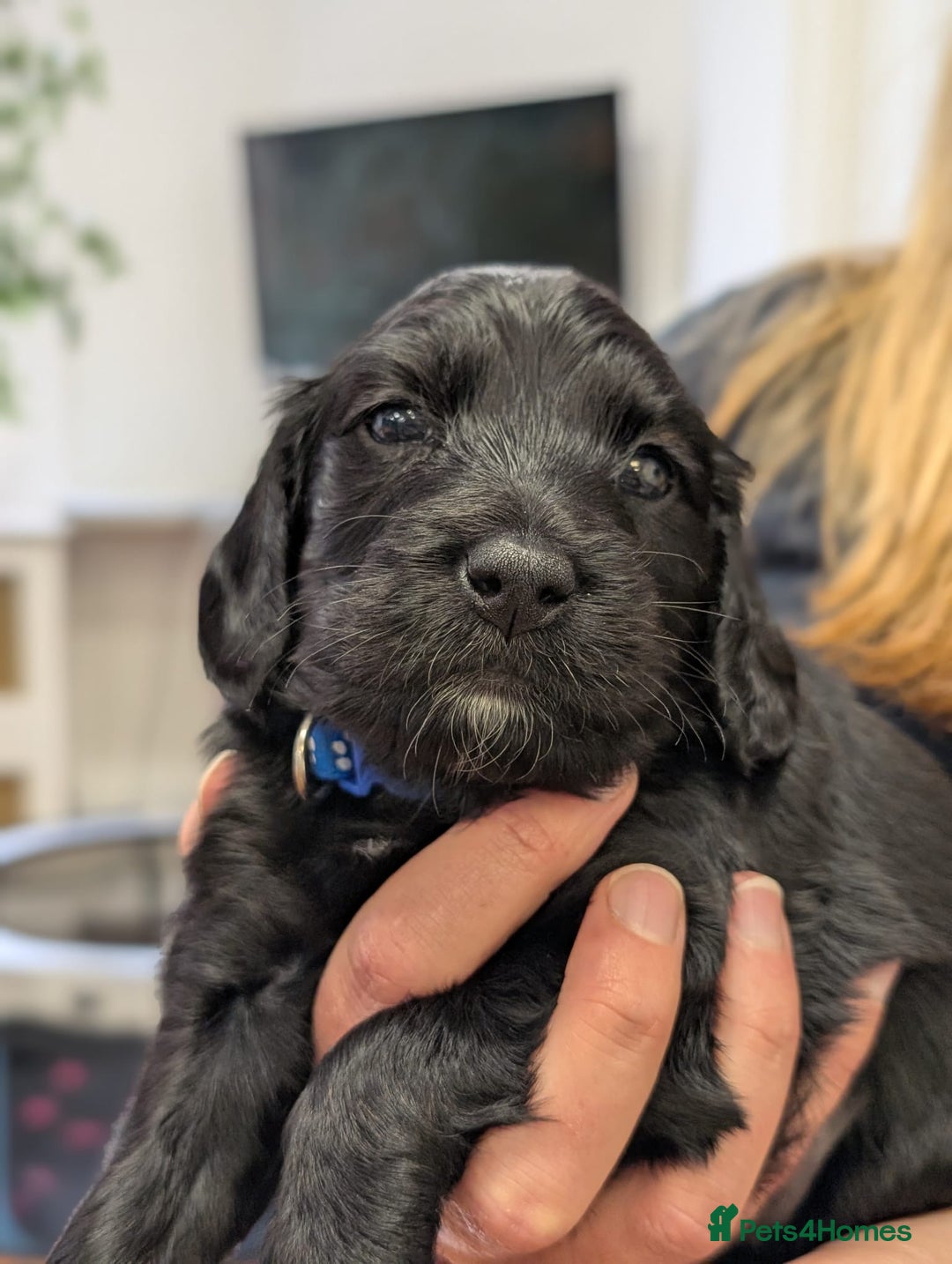 Cockapoo dogs for sale: ✨ F2 Cockapoo Puppies – Ready mid Nov ✨ - Image 19