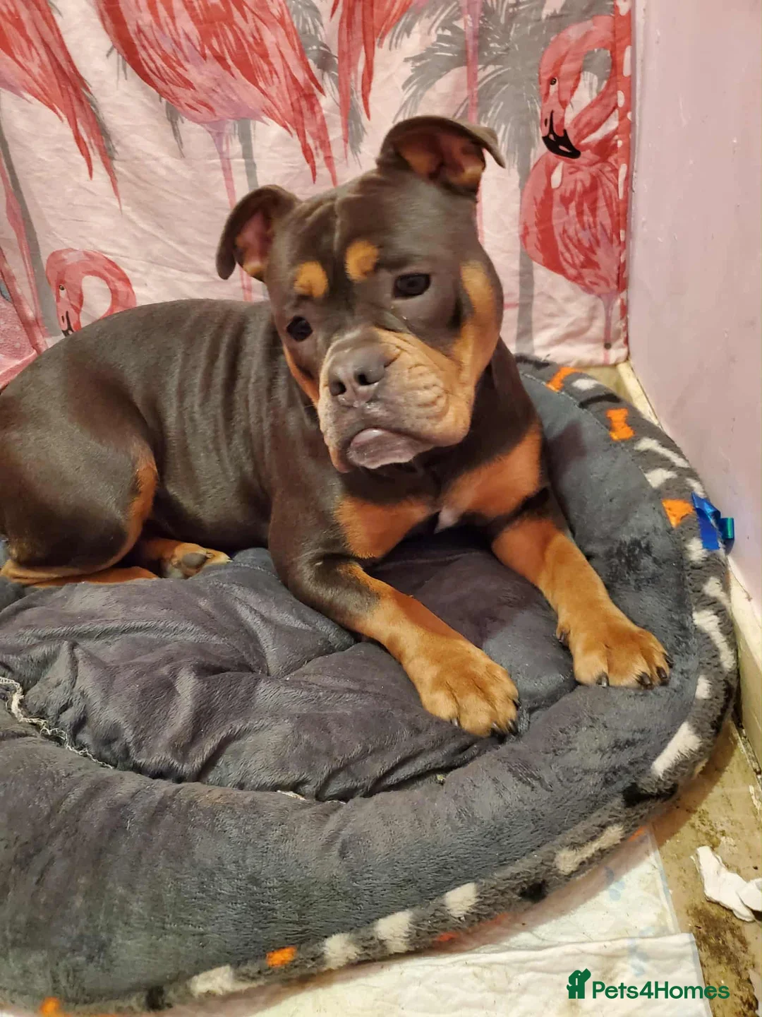 Olde English Bulldogge dogs for sale: Olde english bulldog  in Walsall - Advert 2