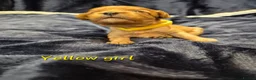 Cavapoo dogs for sale: Adorable F1 Cavapoo puppies - Advert 19