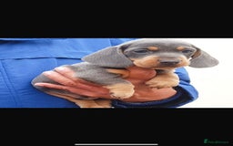 Miniature Dachshund dogs for sale: BLUE DAPPLE & BLUE TAN PUPS AVAILABLE  - Image 5