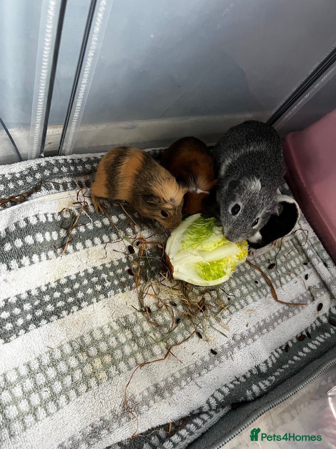 Guinea Pig rodents for sale: Male baby guinea pig - Advert 3