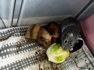 Guinea Pig rodents Male baby guinea pig - Advert 1