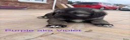 Caucasian Shepherd Dog dogs for sale: Caucasian shepherd pups. Final litter - Advert 24