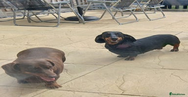 Dachshund dogs - Advert 5