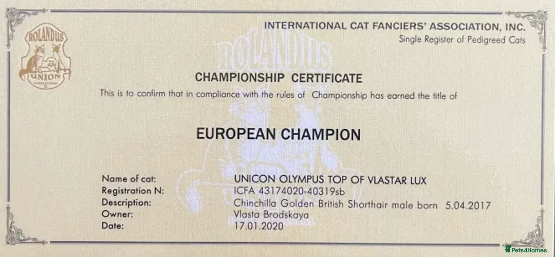 British Shorthair cats for sale: Vlastar Lux Quatty - BSH Black Golden Chinchilla - Advert 7