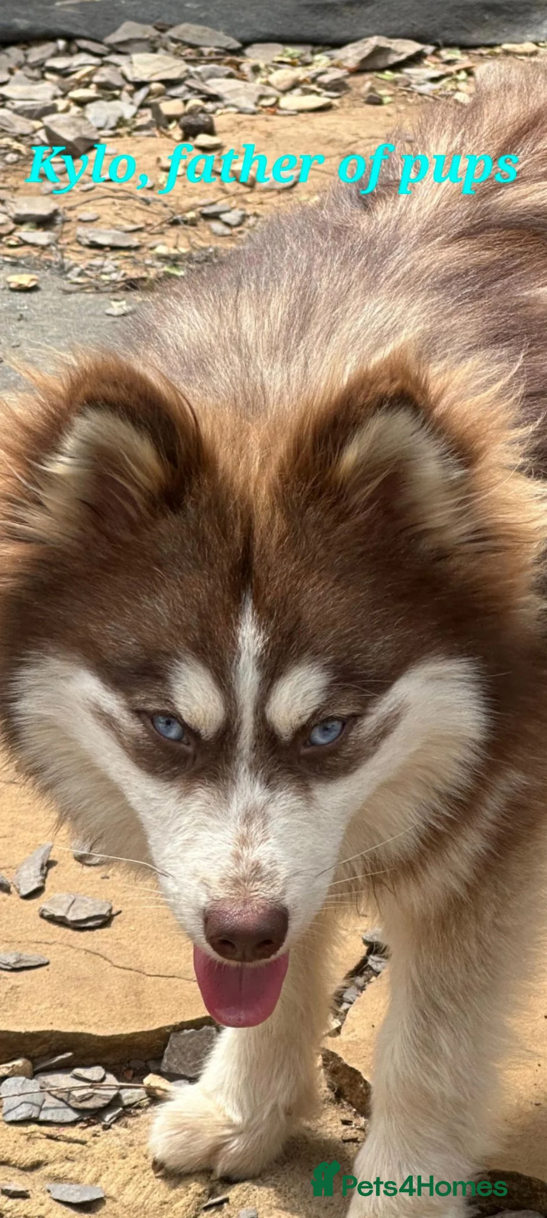 Pomsky dogs for sale: American Line Health Tested F4 Pomskys - Advert 2