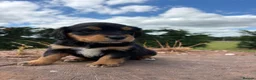 Springador dogs for sale: Beautiful springador puppies  - Advert 17