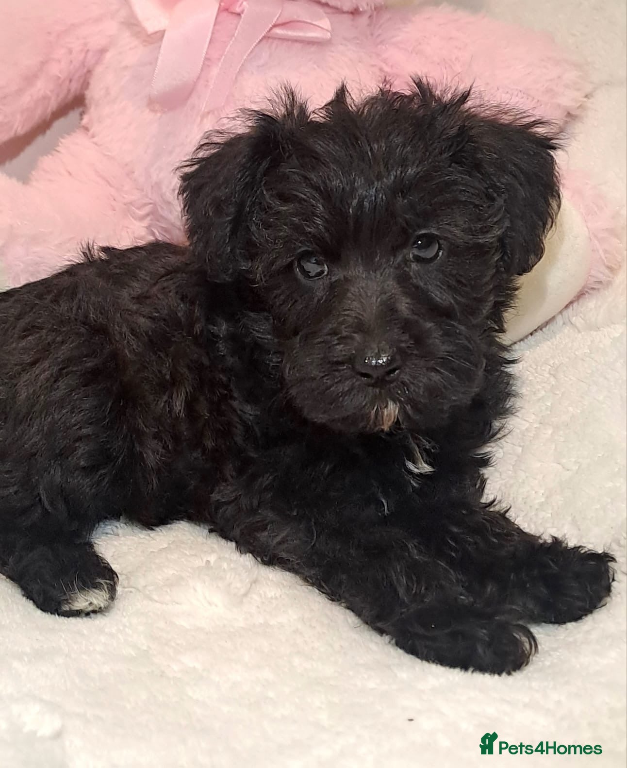 Schnoodle dogs ***READY NOW***Schnoodle pups for sale.  - Advert 2
