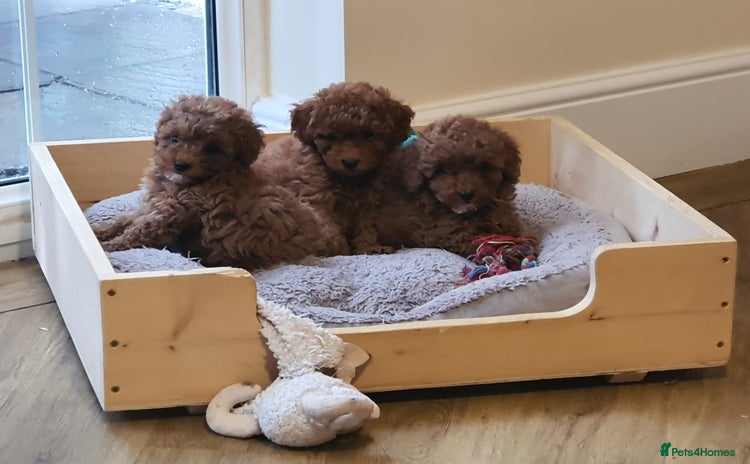 Toy Poodle dogs - Advert 4