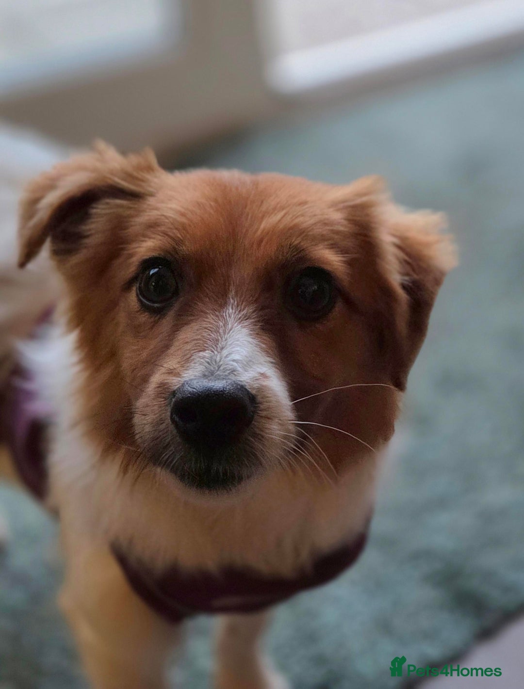 Mixed Breed dogs for adoption: Beautiful Clever Jess - Advert 1