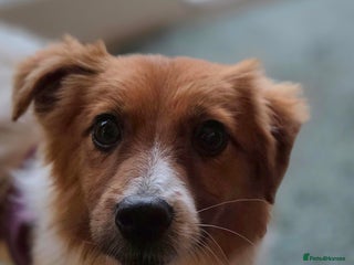 Mixed Breed dogs Beautiful Clever Jess - Advert 2