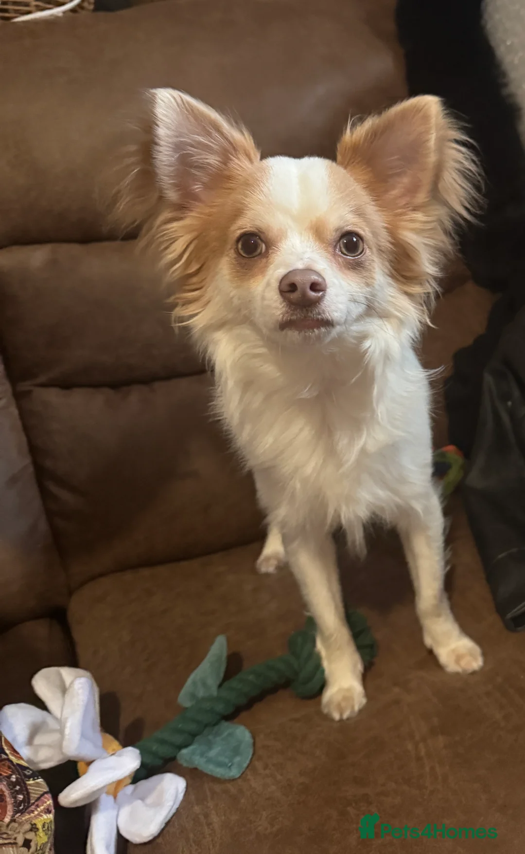 Chihuahua dogs for sale: Beautiful male chihuahua 9months.  - Advert 1