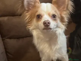 Chihuahua dogs Beautiful male chihuahua 9months. - Advert 3