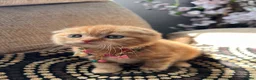 British Shorthair cats for sale: 😻CREAM & RED COLOUR KITTENS 😻 - Advert 15
