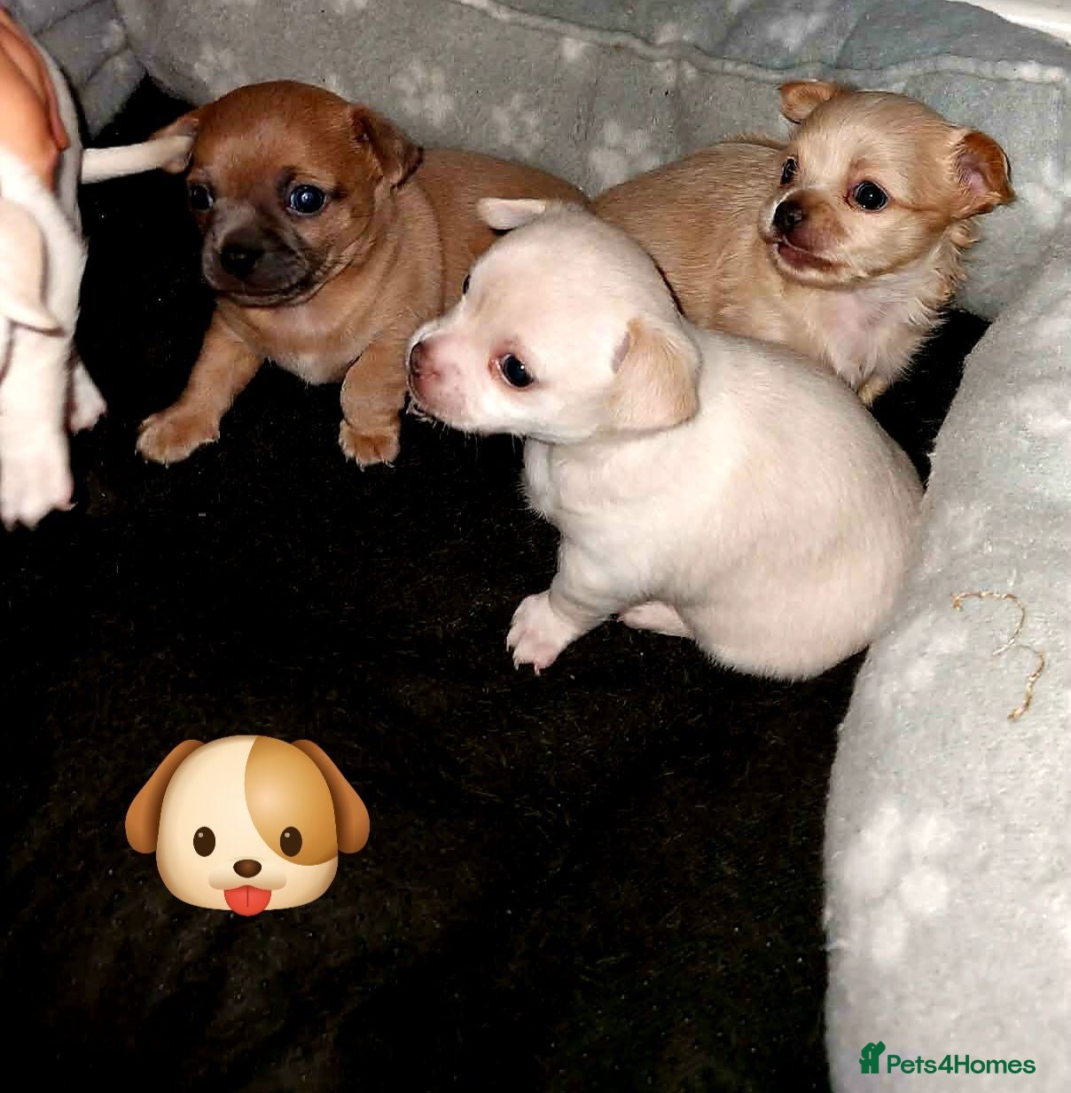 Chihuahua dogs Adorable Chihuahua puppies:) - Advert 11