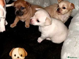 Chihuahua dogs Adorable Chihuahua puppies:) - Advert 4