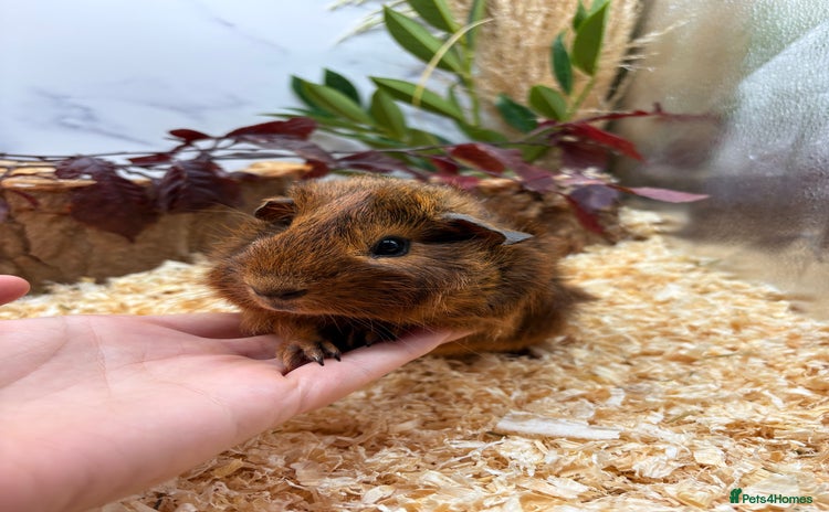 Guinea Pig rodents - Advert 4