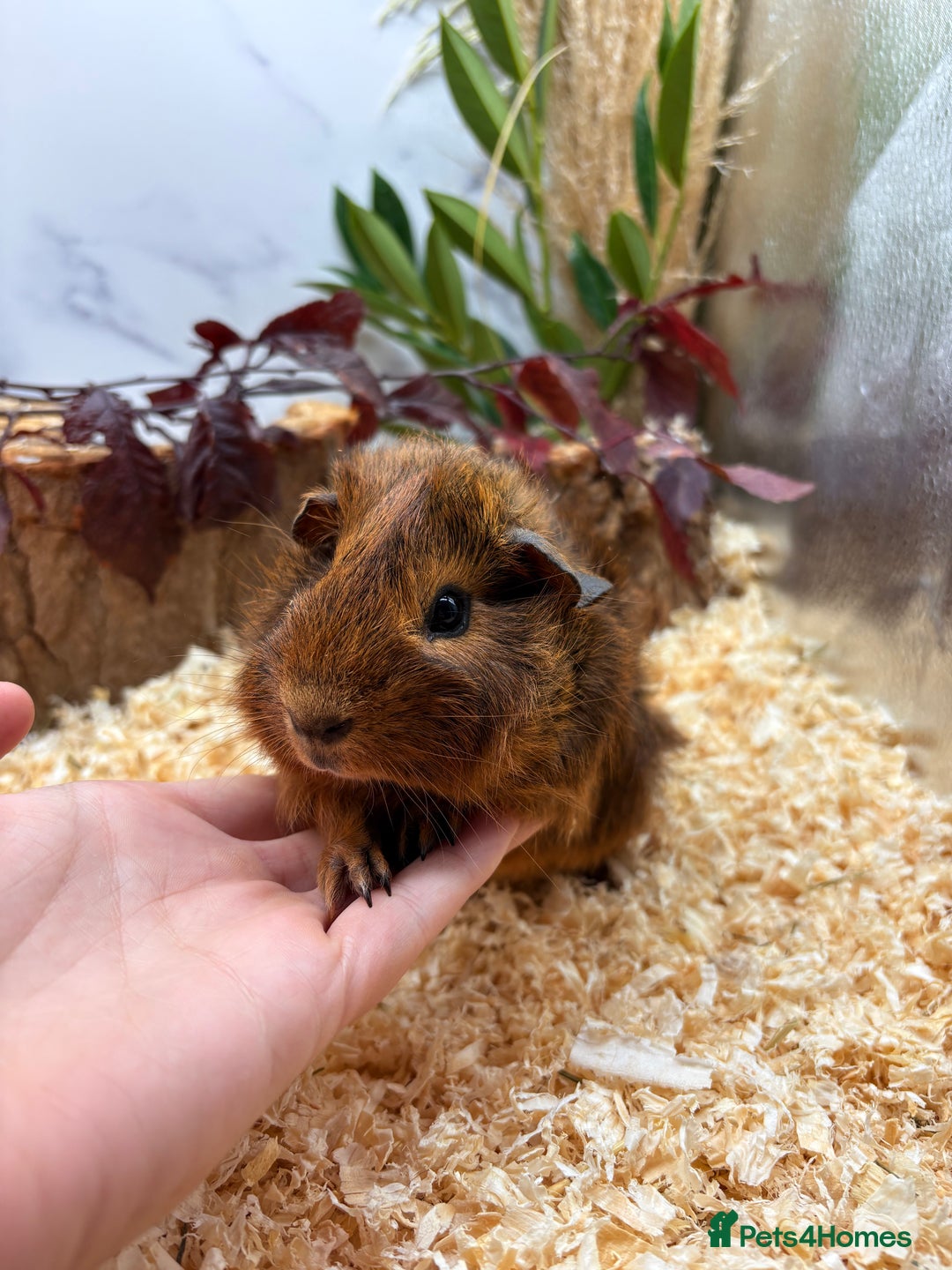 Guinea Pig rodents for sale: 🏡🐹 Multiple pretty Boys available 🐹🏡 - Image 1