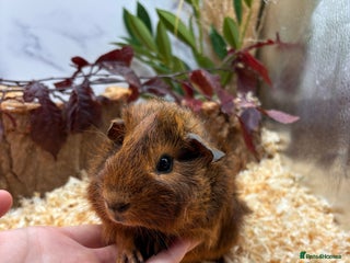 Guinea Pig rodents - Advert 16