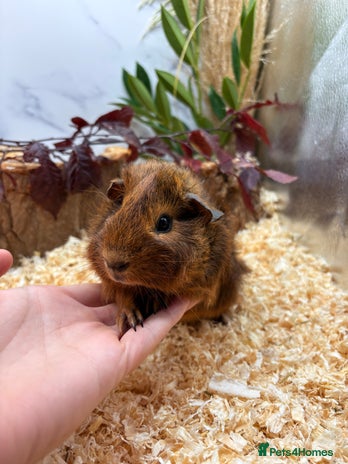 Guinea Pig rodents - Advert 6