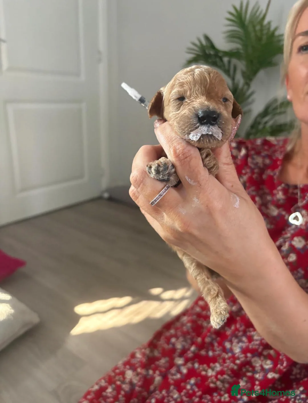 Cockapoo dogs for sale: Beautiful Cockapoo puppies 🐶 5 boys 3 girls - Advert 1