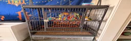 Parrots birds for sale: Yellow-Sided Caique – Cage, Toys & Food Included in Middlesbrough - Advert 2