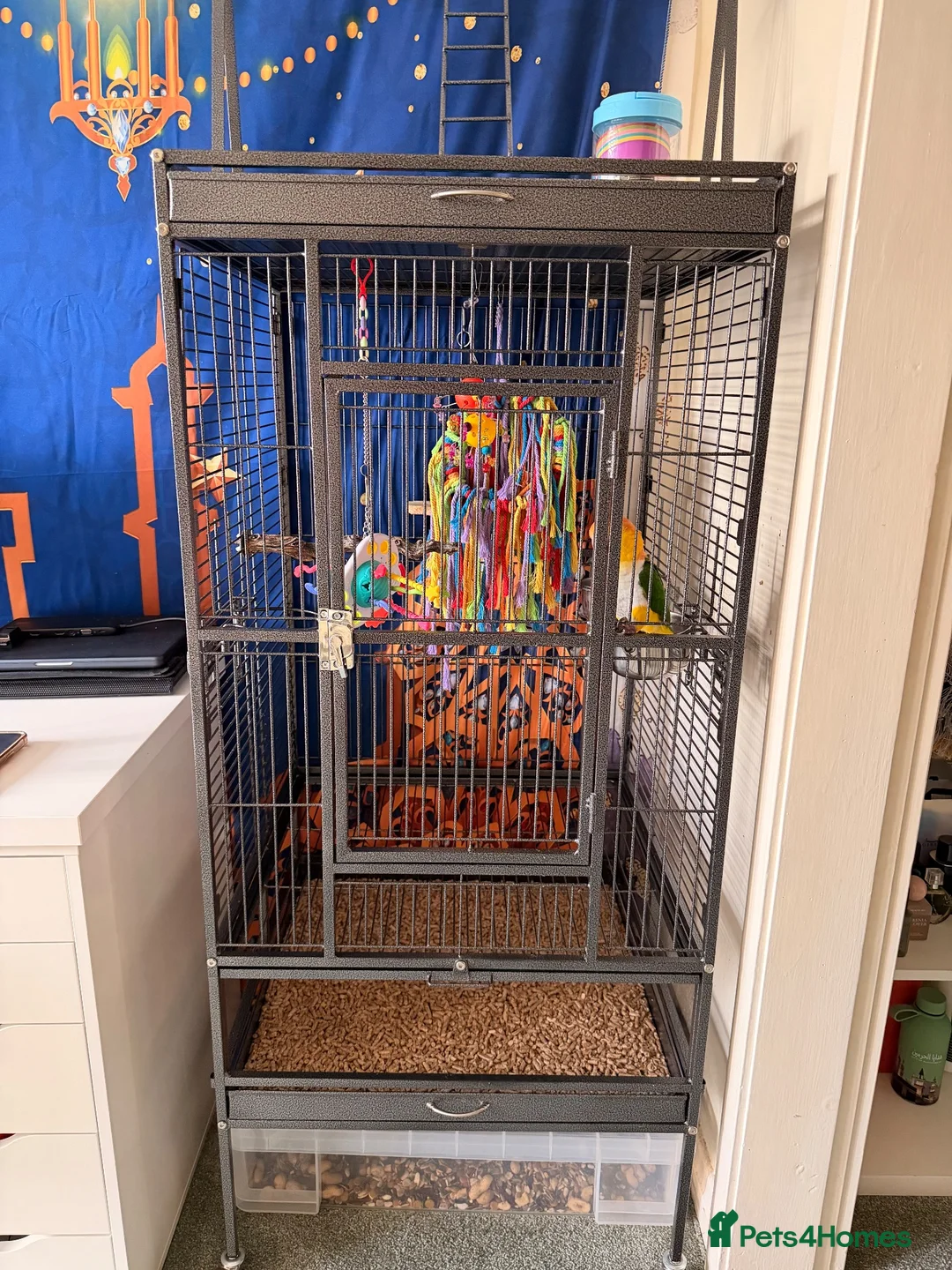 Parrots birds for sale: Yellow-Sided Caique – Cage, Toys & Food Included in Middlesbrough - Advert 2