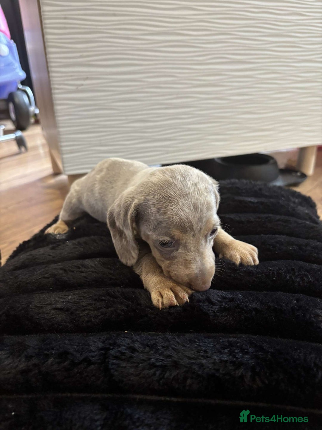 Miniature Dachshund dogs for sale: Stunning miniature dachshunds in Kidderminster - Image 13