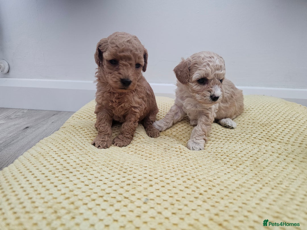 Maltipoo dogs for sale: 3 fabulous teddybear Maltipoo girls  - Image 5