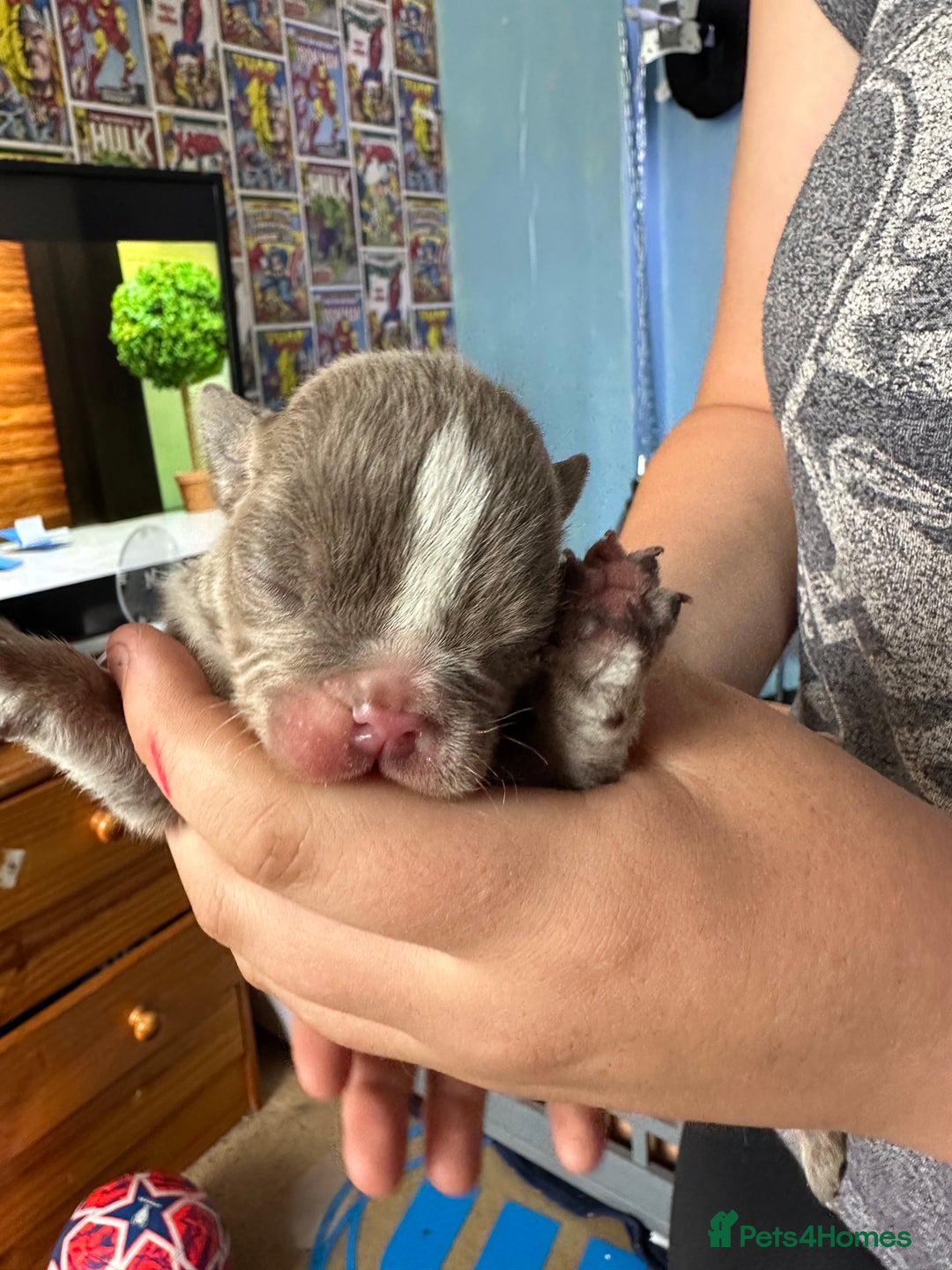English Bulldog dogs for sale: Beautiful English Bull Dogs KC reg - Image 11