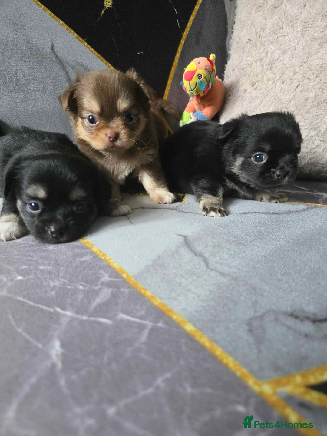 Chihuahua dogs for sale: 3 Adorable little princes chihuahua puppies - Image 5
