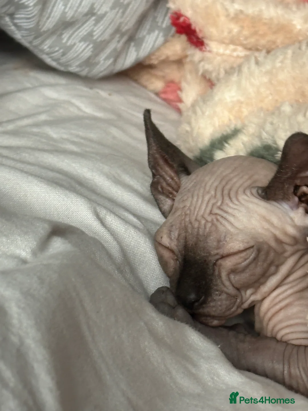Sphynx cats for sale: Sphynx - Advert 8