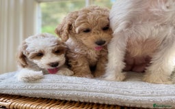 Mixed Breed dogs for sale: Teddy bear puppies - Image 32