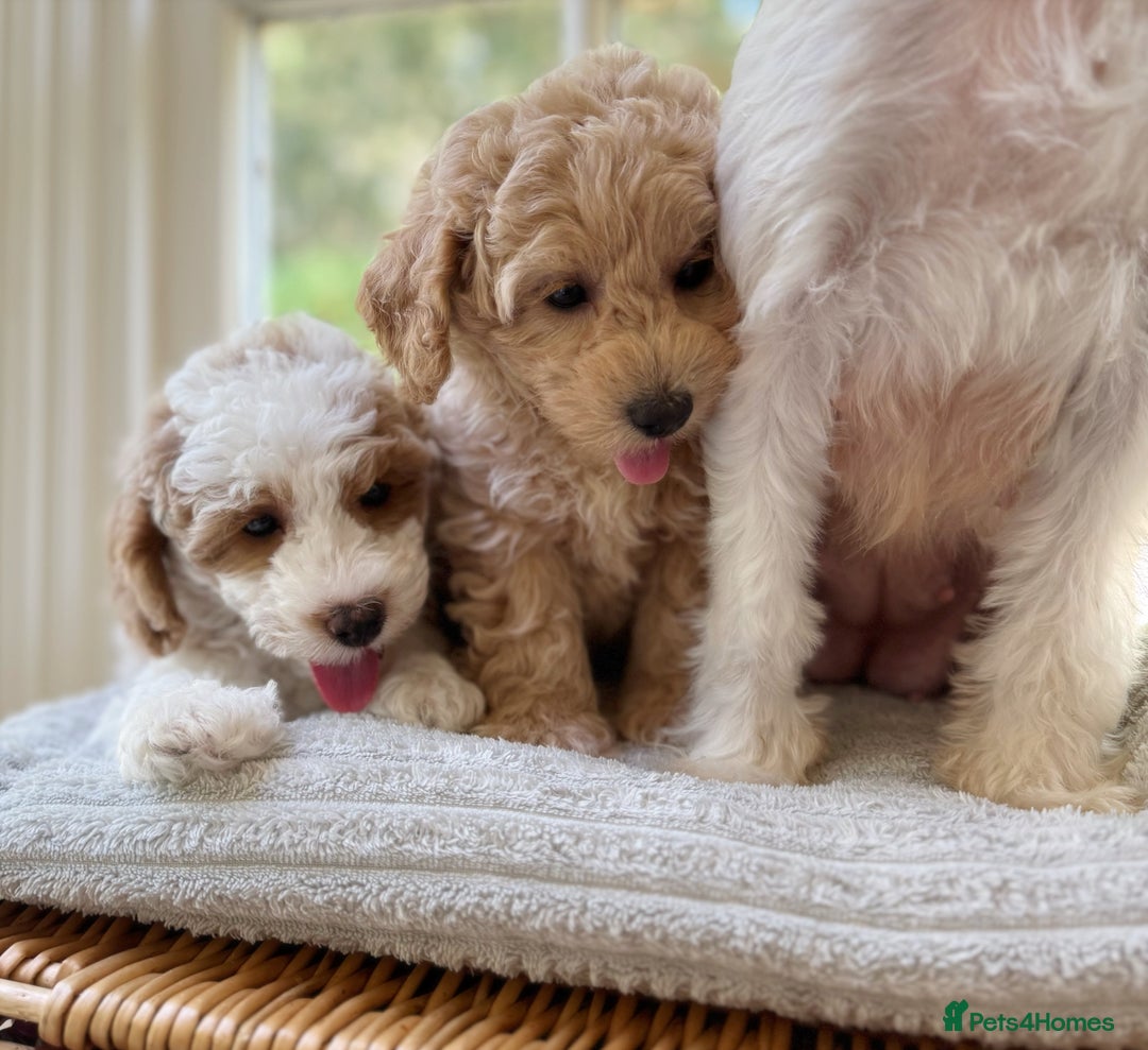 Mixed Breed dogs for sale: Teddy bear puppies - Image 32