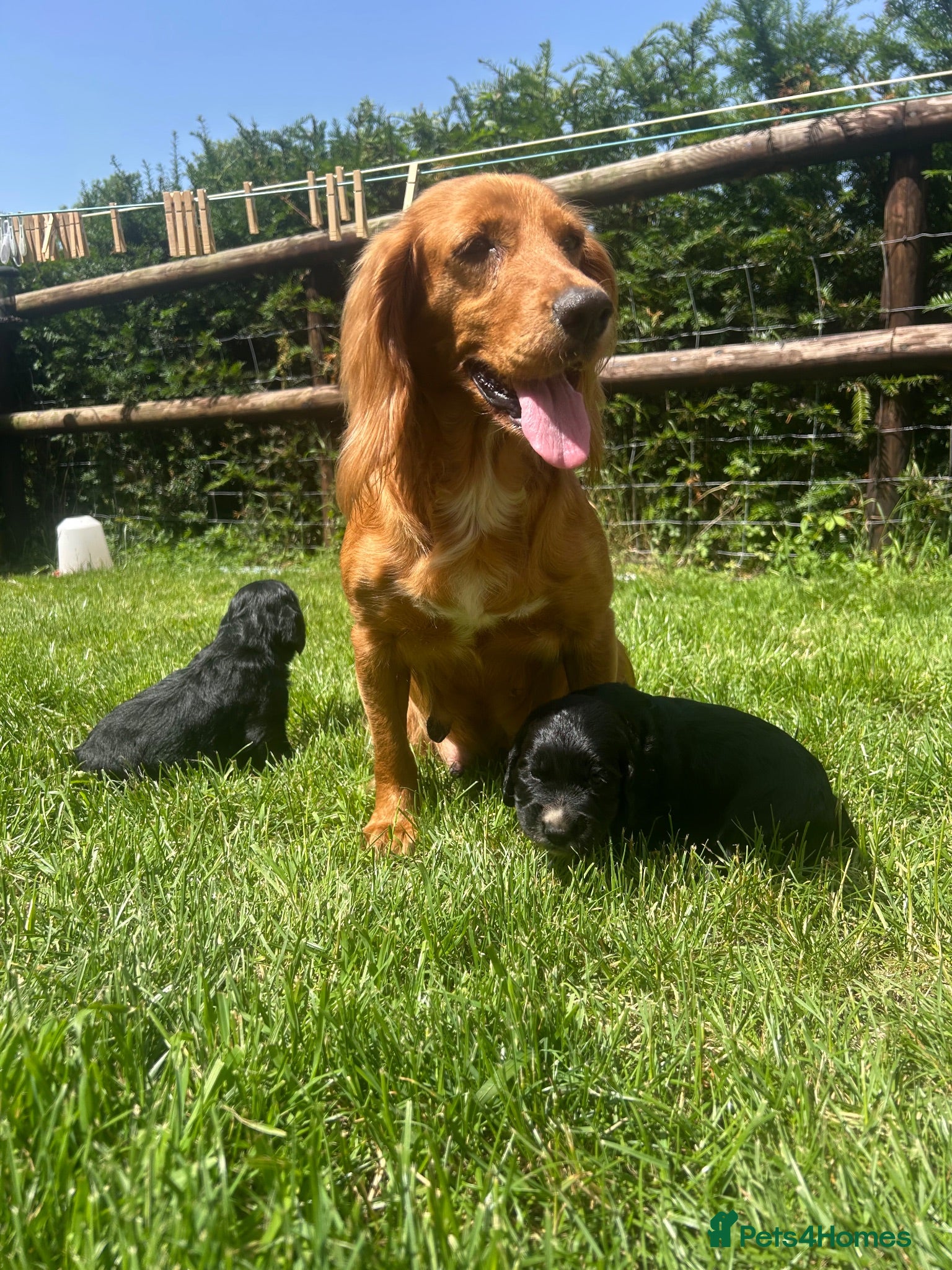 Cocker Spaniel dogs Cocker Spaniel Dog puppy  - Advert 12