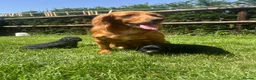Cocker Spaniel dogs for sale: KC reg Cocker Spaniel Dog puppy  - Advert 1