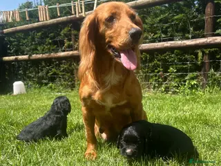 Cocker Spaniel dogs KC reg Cocker Spaniel Dog puppy - Advert 1