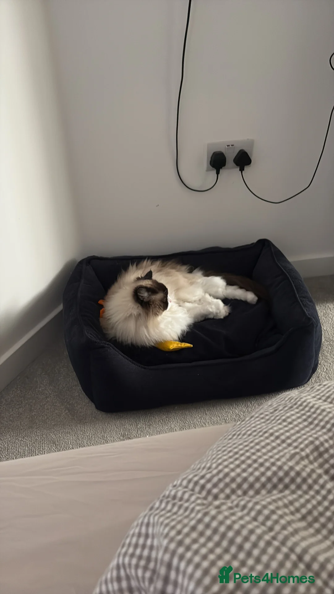 Ragdoll cats for sale: Rehome: our beautiful 5 year old Ragdoll - Advert 2