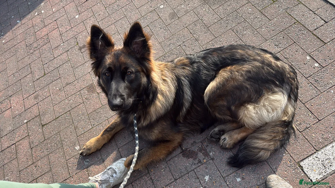 German Shepherd dogs for sale: Buddy SHEPINOIS - Advert 2